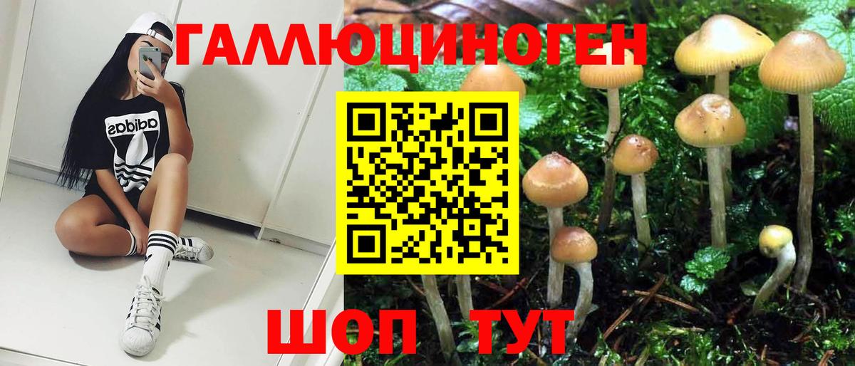 Псилоцибиновые грибы Psilocybe  Вход с VPN  Камышин 